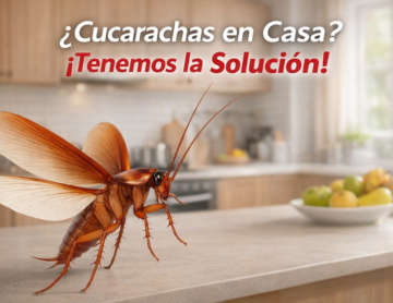 Fumigación en Trujillo Profesional